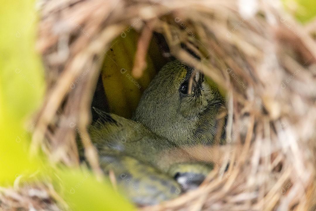 Lindos filhotes do pássaro fim fim dentro do ninho esperando a mãe trazer comida