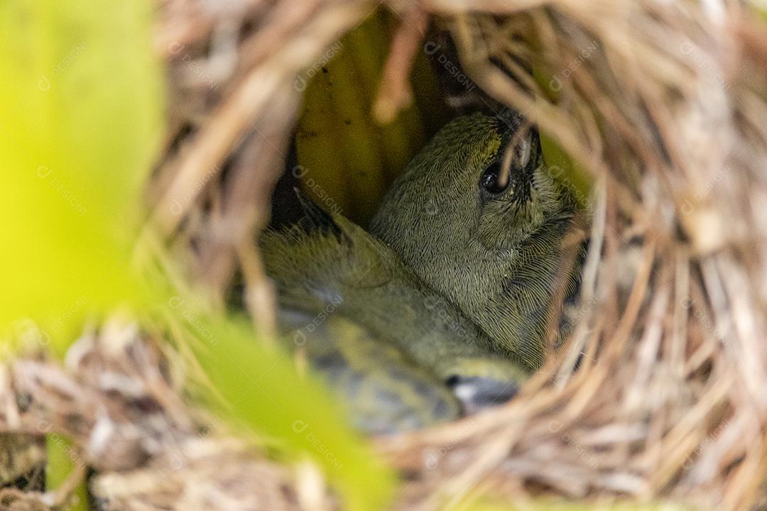 Lindos filhotes do pássaro fim fim dentro do ninho esperando a mãe trazer comida