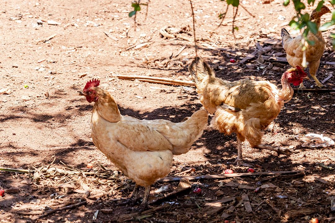 Lindas galinhas caipiras coçando nas terras agrícolas