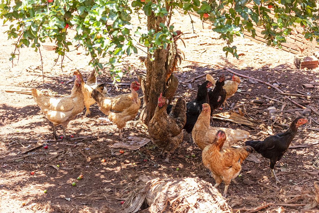 Lindas galinhas caipiras coçando nas terras agrícolas