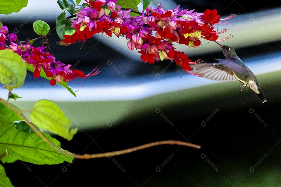 Beija-flor polinizando flores, bebendo néctar enquanto bate as asas no ar, espetáculo da natureza, perfeito
