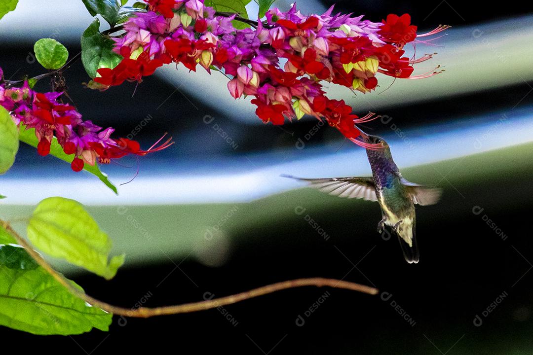 Beija-flor polinizando flores, bebendo néctar enquanto bate as asas no ar, espetáculo da natureza, perfeito