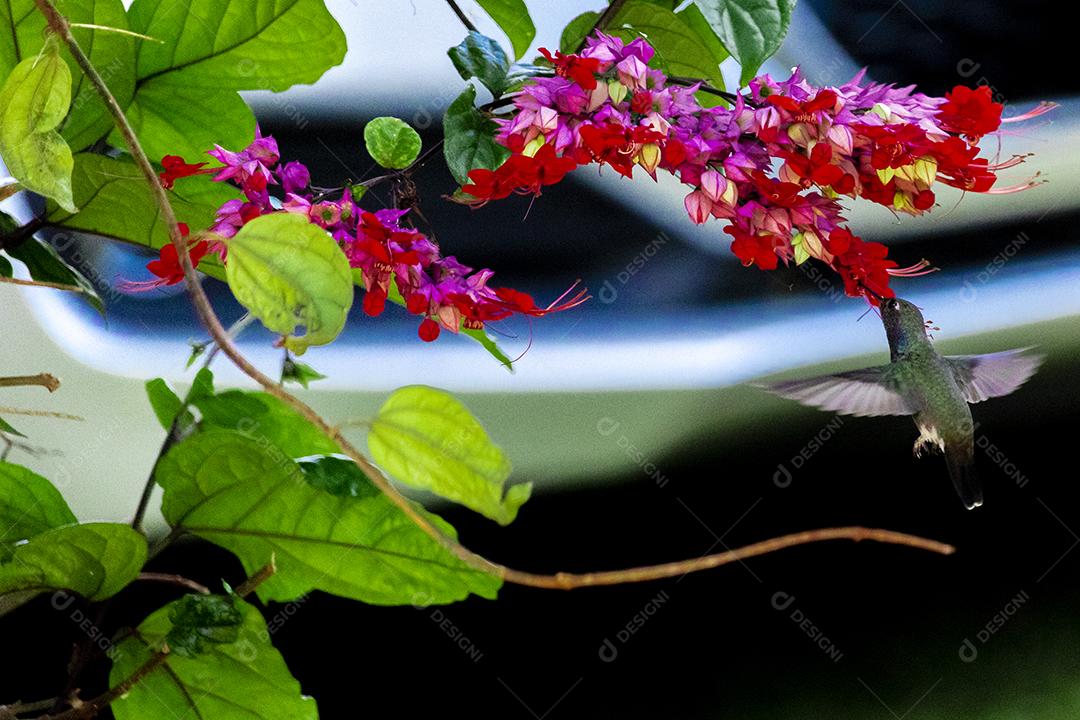 Beija-flor polinizando flores, bebendo néctar enquanto bate as asas no ar, espetáculo da natureza, perfeito