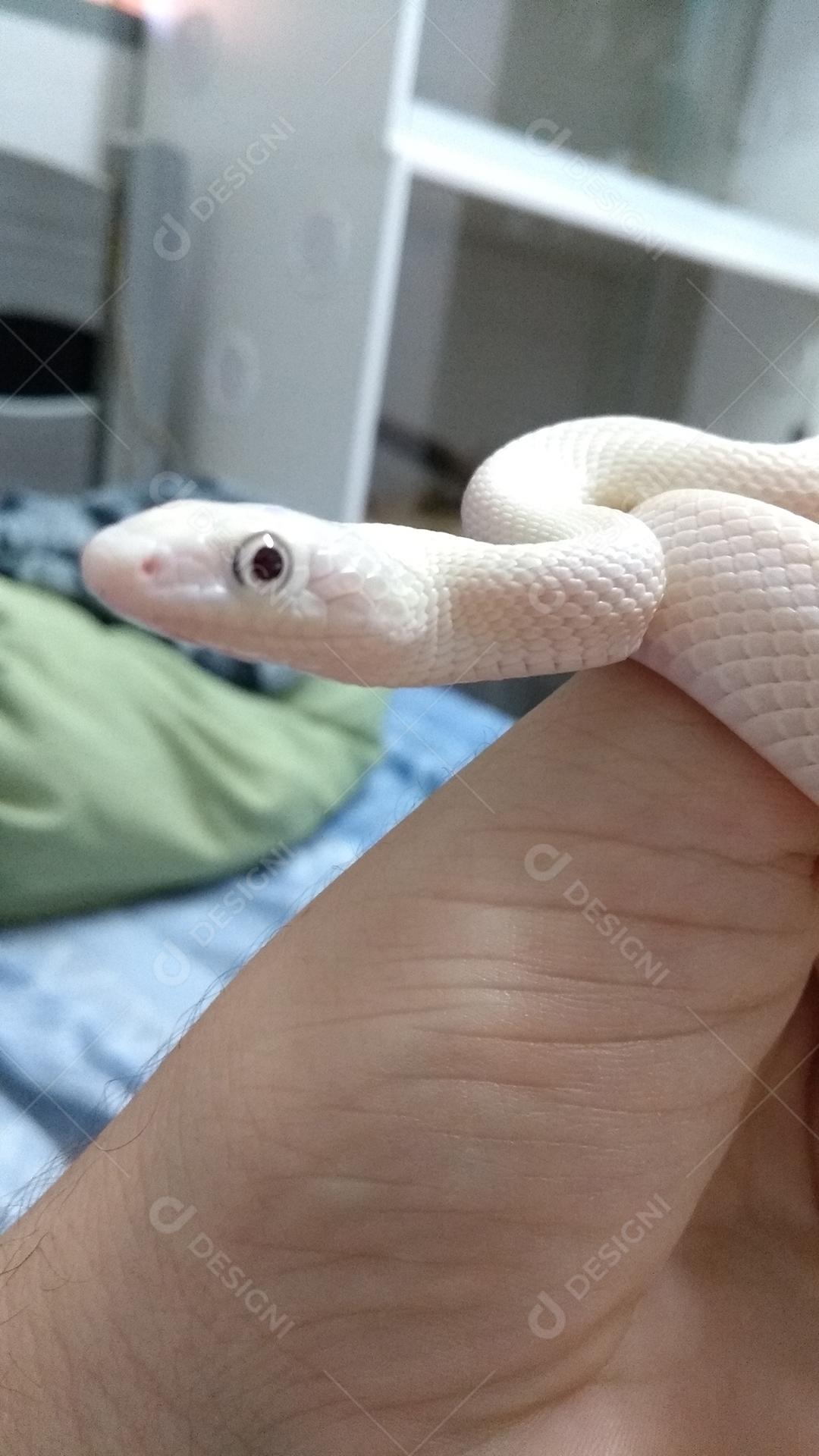 Linda cobra de rato leucística do Texas