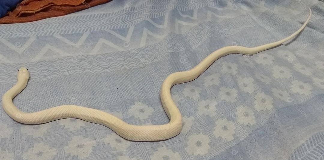 Linda cobra de rato leucística do Texas