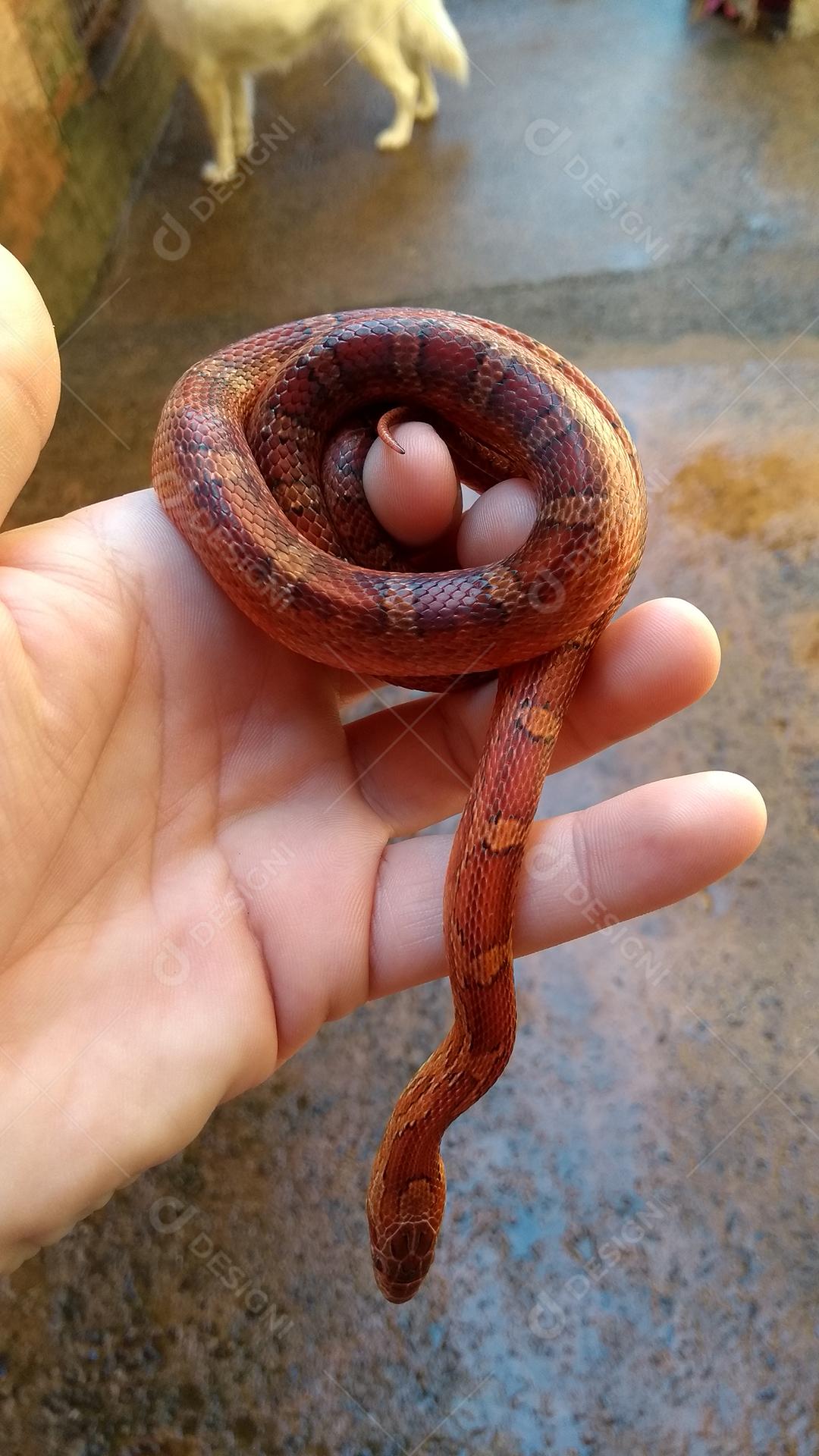 Corn Snake é uma cobra pertencente ao gênero não venenoso de origem norte-americana