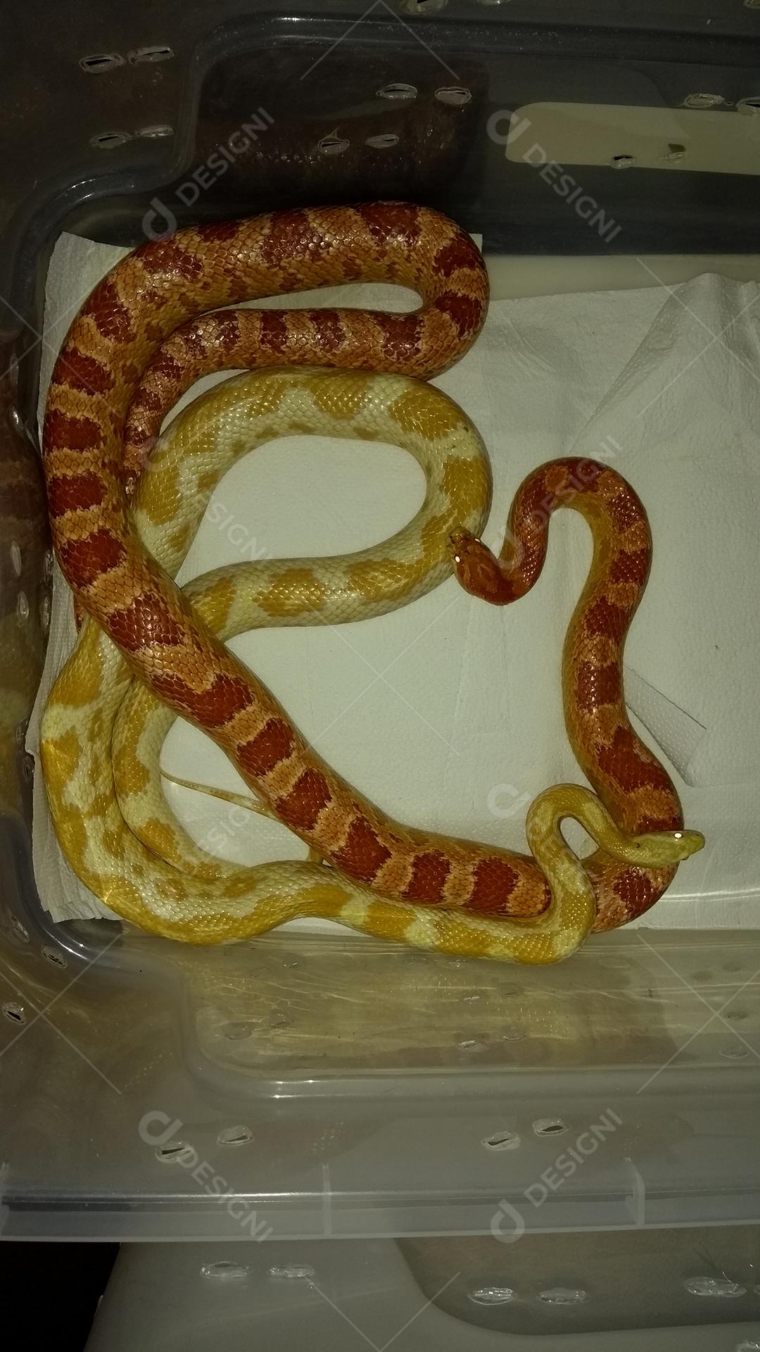 Corn Snake é uma cobra pertencente ao gênero não venenoso de origem norte-americana