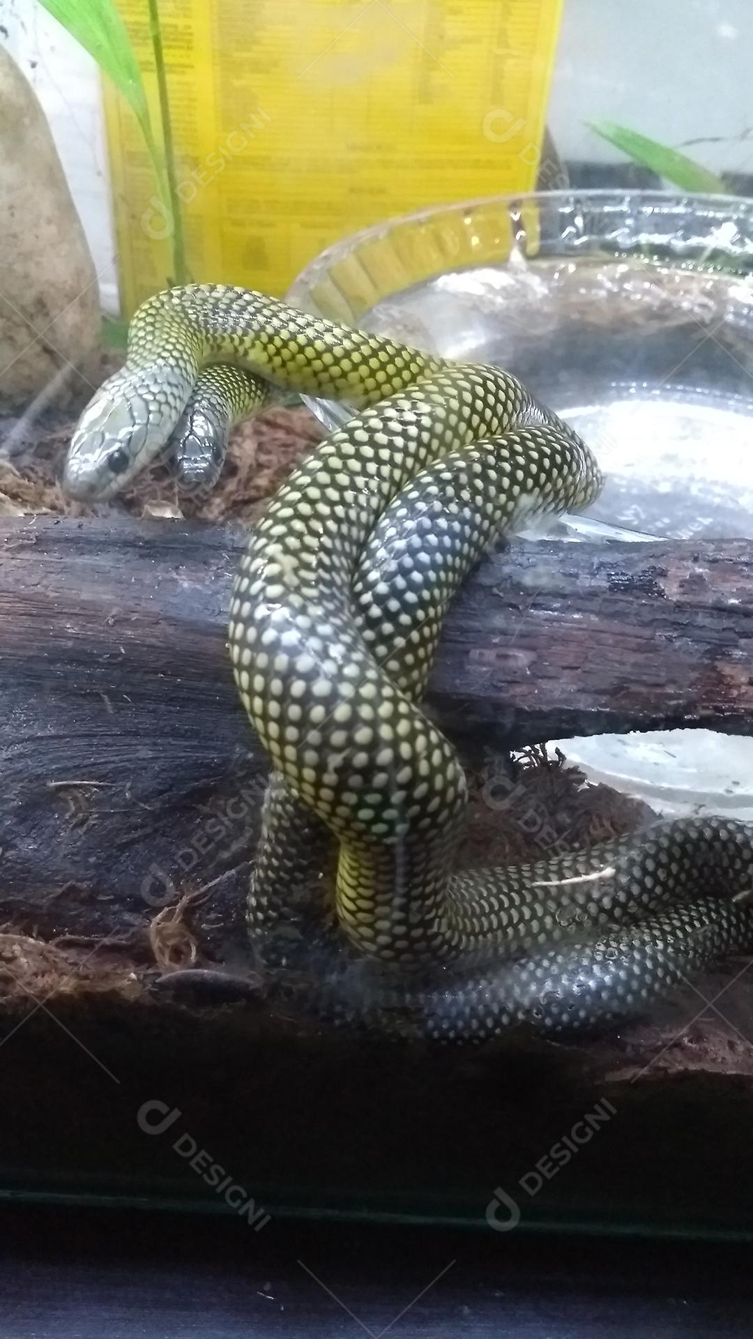 Cobra sobre galhos de arvore serpente