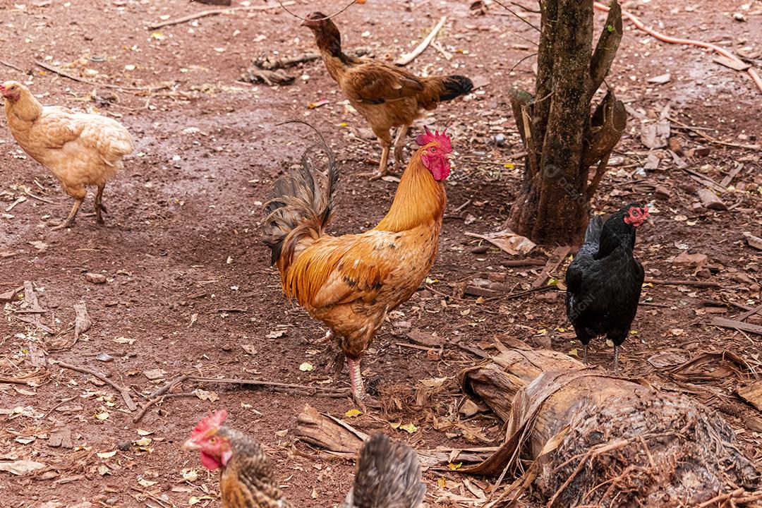 Lindas galinhas caipiras coçando nas terras agrícolas