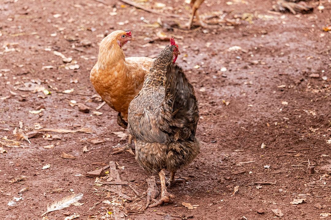 Lindas galinhas caipiras coçando nas terras agrícolas