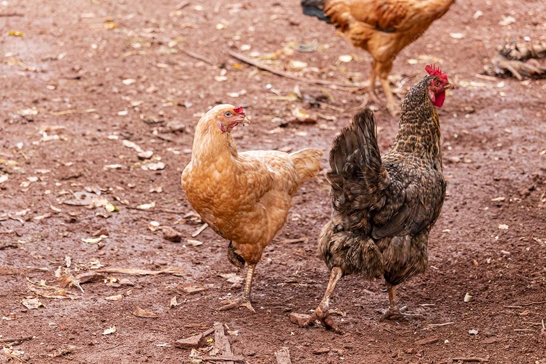 Lindas galinhas caipiras coçando nas terras agrícolas
