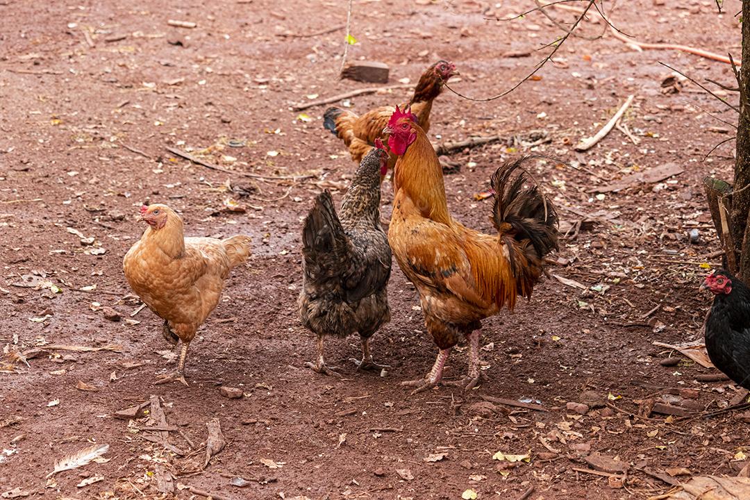 Lindas galinhas caipiras coçando nas terras agrícolas