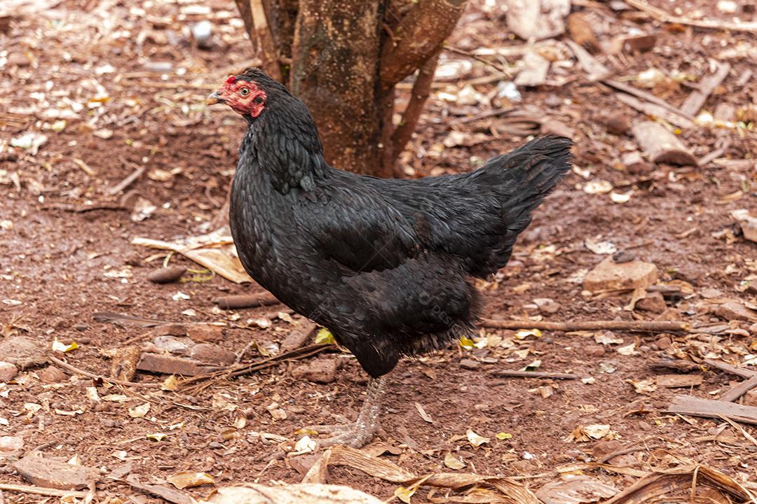 Lindas galinhas caipiras coçando nas terras agrícolas