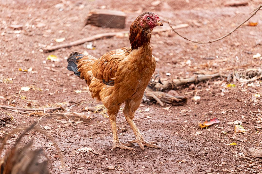 Lindas galinhas caipiras coçando nas terras agrícolas