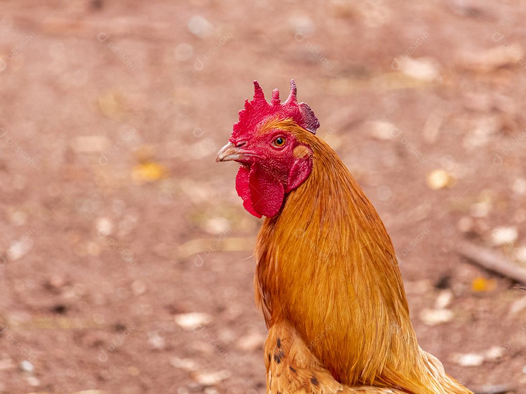 Lindas galinhas caipiras coçando nas terras agrícolas
