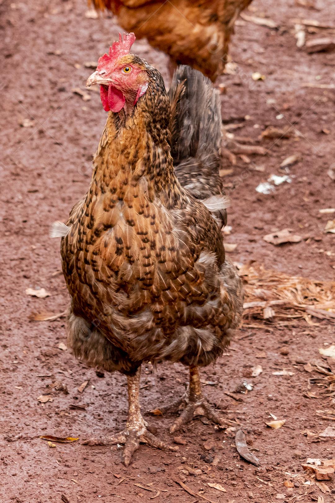 Lindas galinhas caipiras coçando nas terras agrícolas