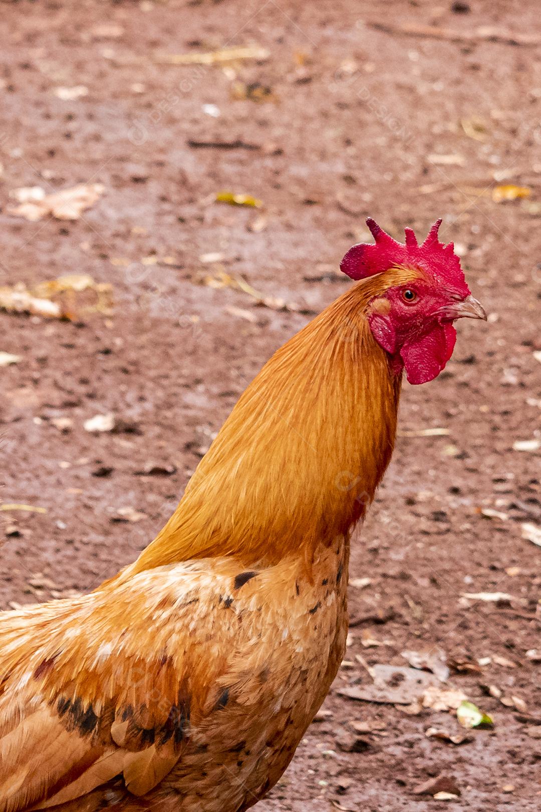 Lindas galinhas caipiras coçando nas terras agrícolas