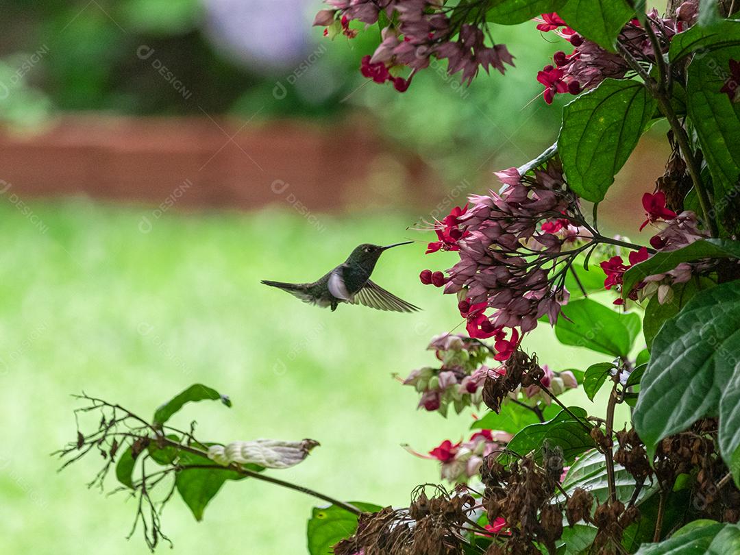 Beija-flor polinizando flores, bebendo néctar enquanto bate as asas no ar, espetáculo da natureza, perfeito