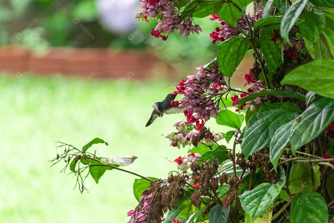 Beija-flor polinizando flores, bebendo néctar enquanto bate as asas no ar, espetáculo da natureza, perfeito
