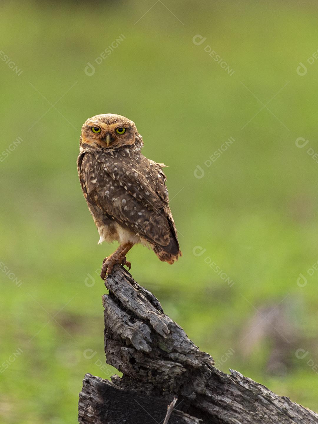 A Coruja-buraqueira, também chamada de Caburé-do-campo, Coruja-da-praia, Coruja-do-campo, Mineiro, é chamada de “Coruja-buraqueira” por viver em buracos cavados no solo