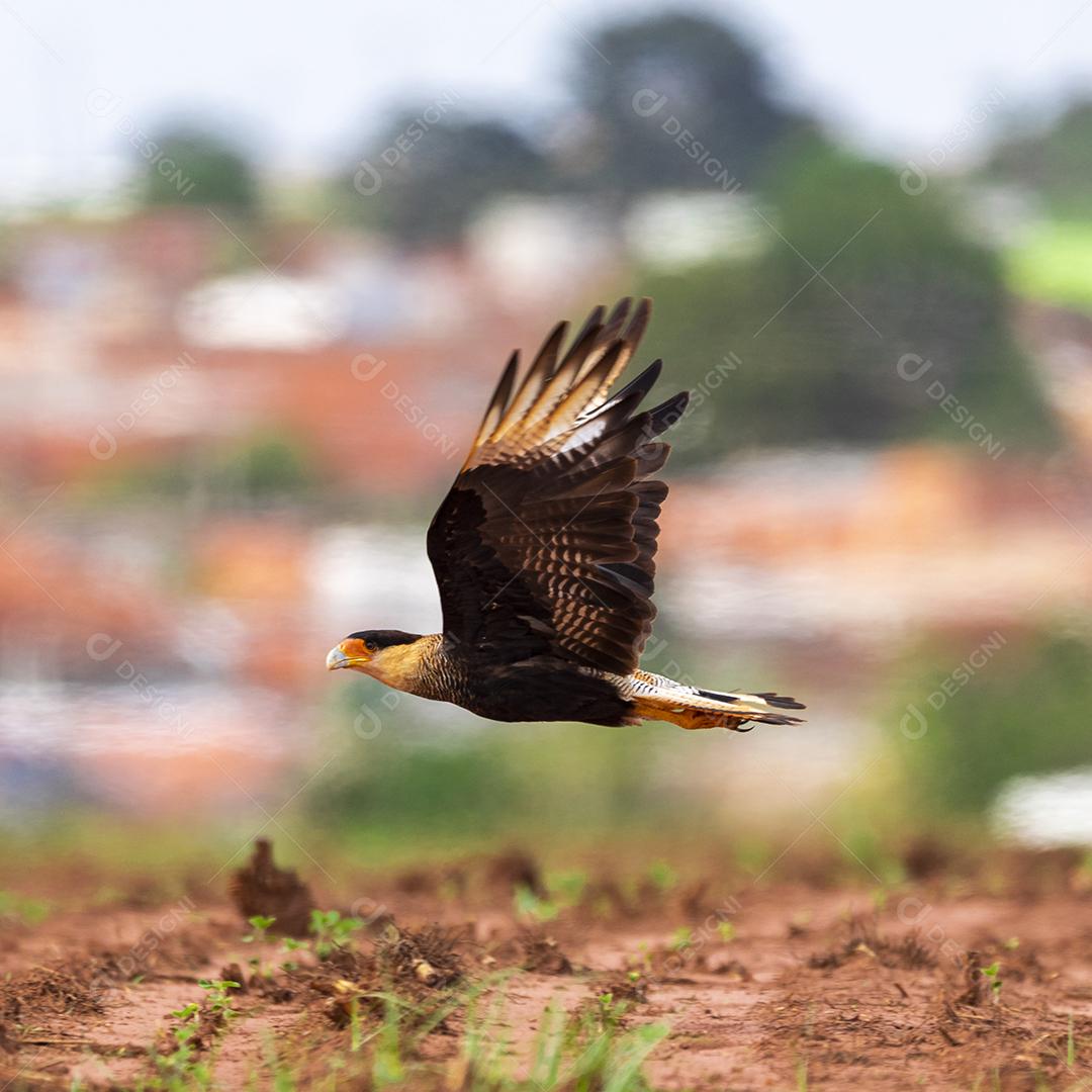 Carcará, caracará ou carancho é uma espécie de ave de rapina da família dos falconídeos