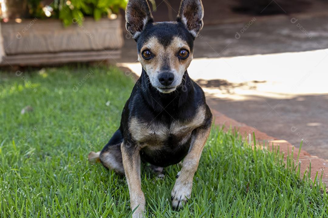Cachorro da raça pinscher andando sobre floresta