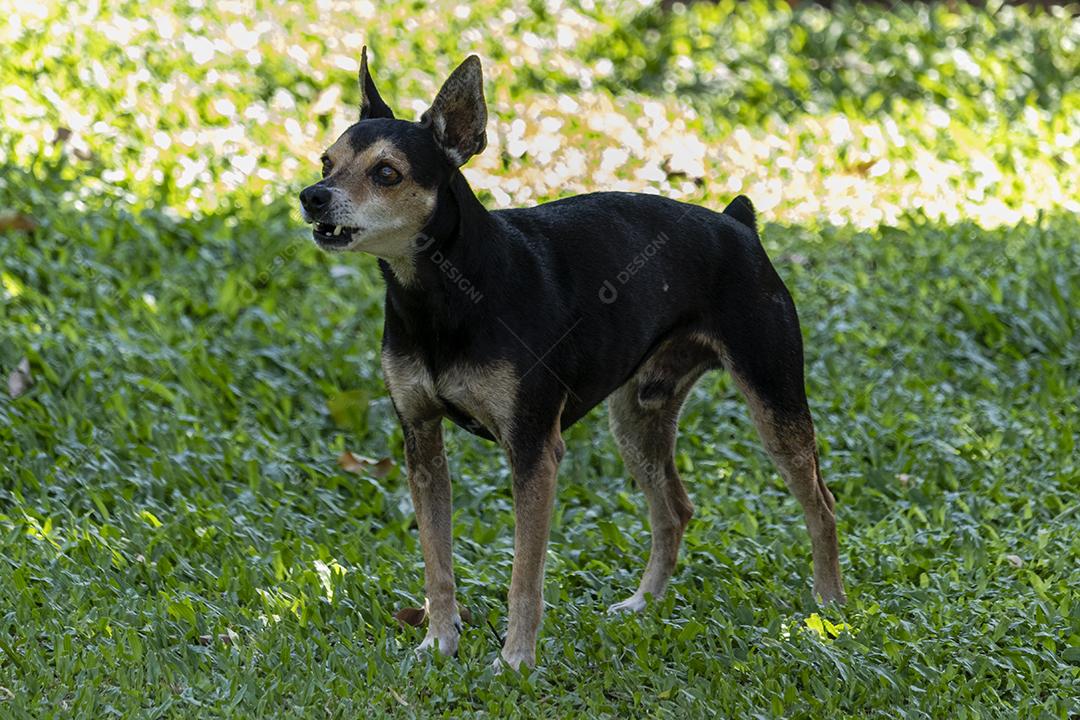 Cachorro da raça pinscher andando sobre floresta