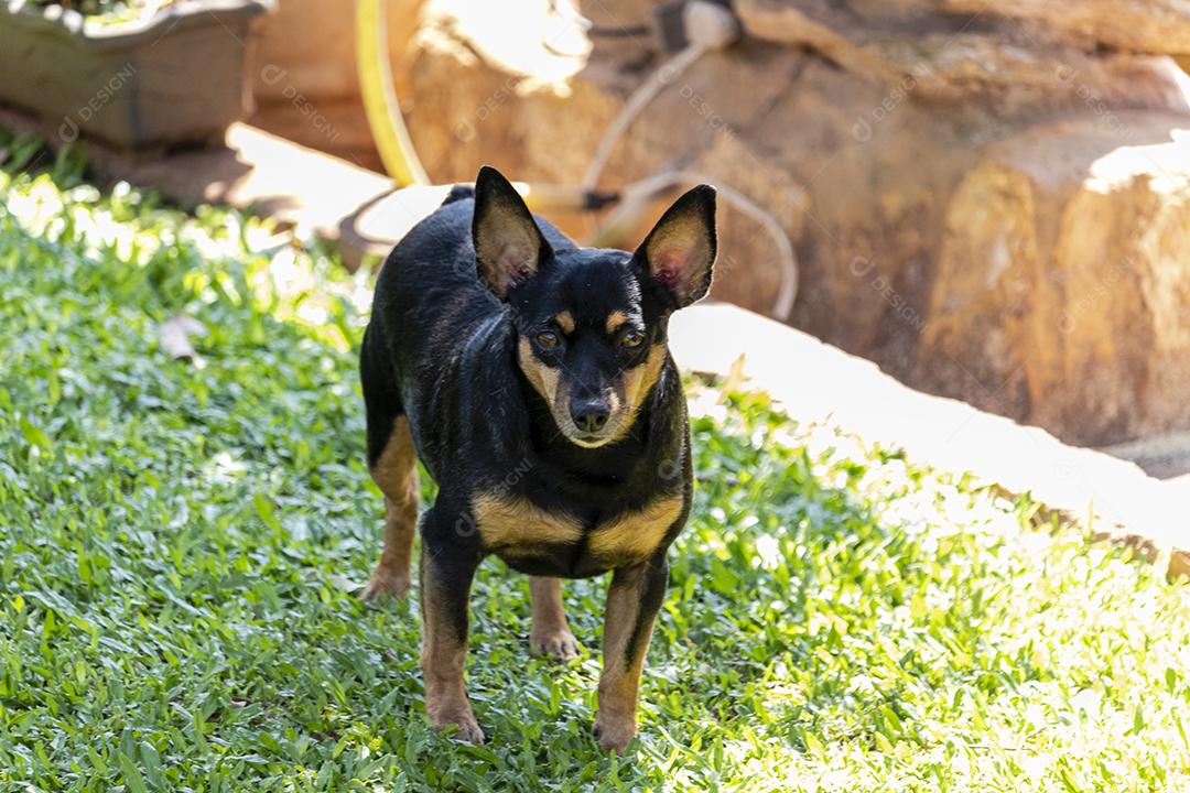 Cachorro da raça pinscher andando sobre floresta