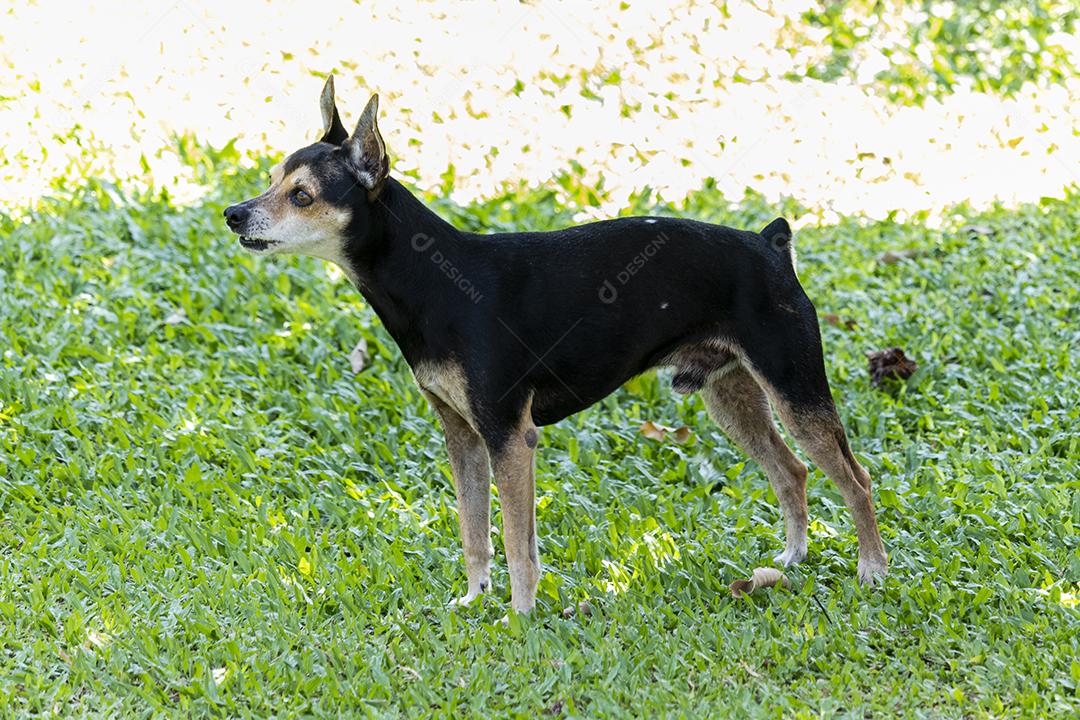 Cachorro da raça pinscher andando sobre floresta
