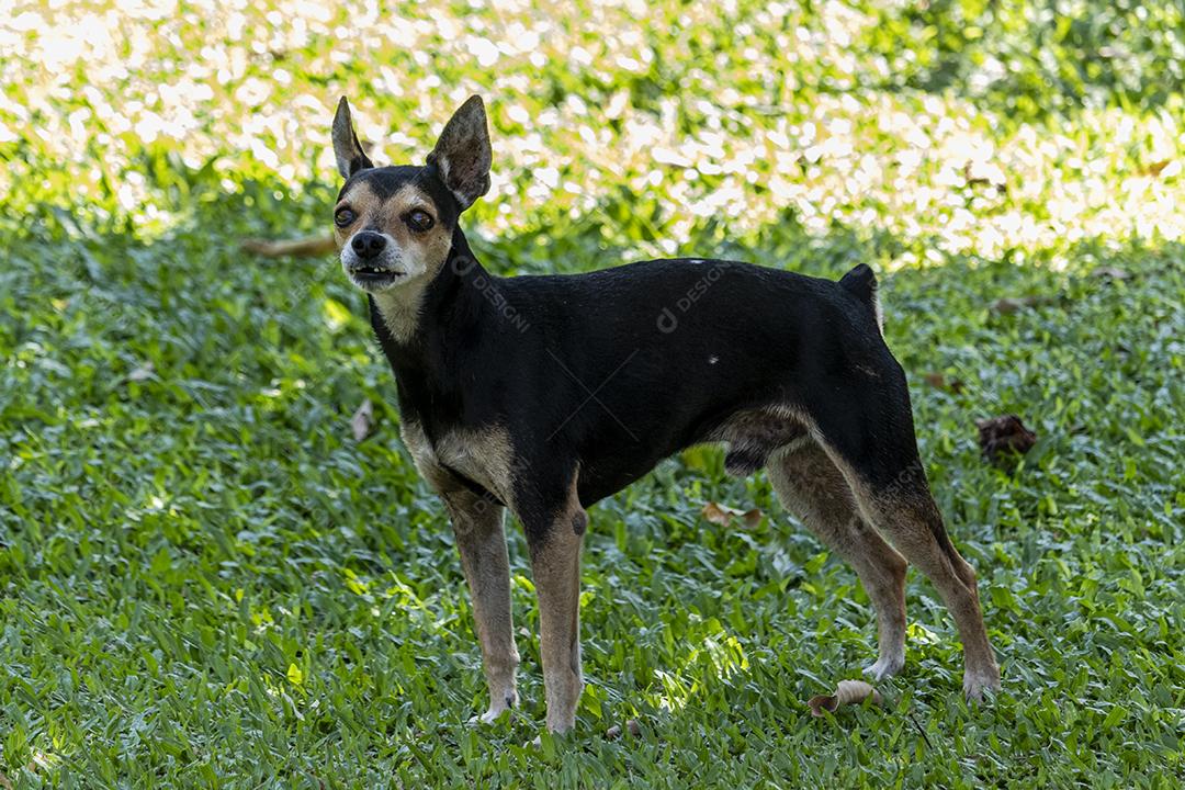 Cachorro da raça pinscher andando sobre floresta