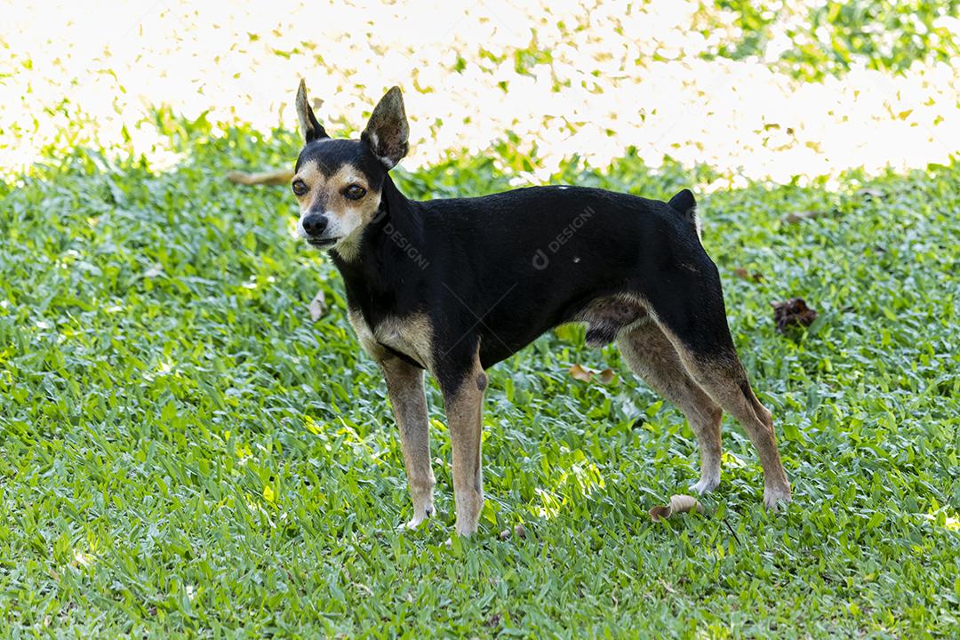Cachorro da raça pinscher andando sobre floresta