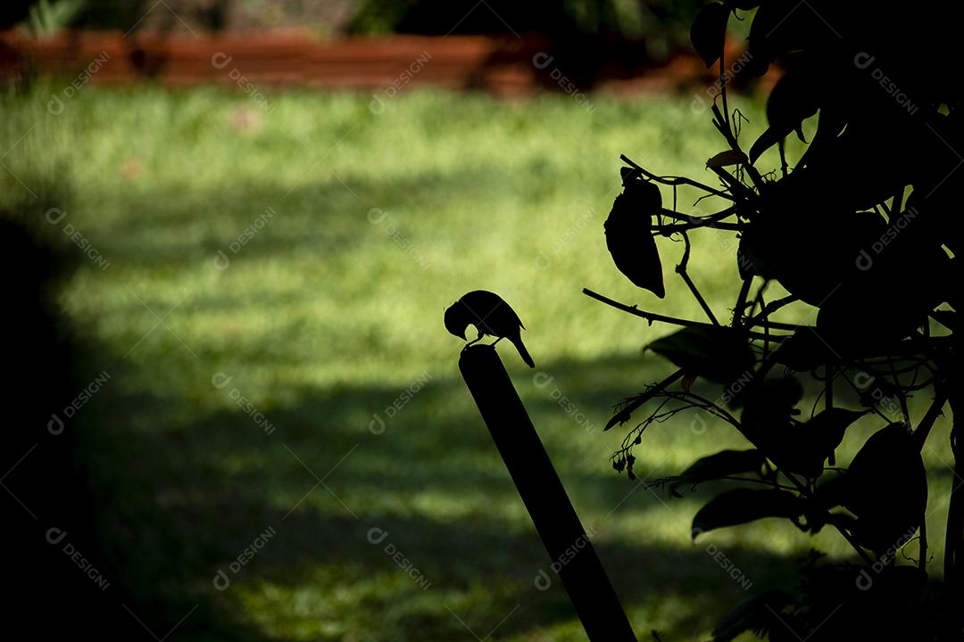 Beija-flor polinizando flores, bebendo néctar enquanto bate as asas no ar, espetáculo da natureza, perfeito