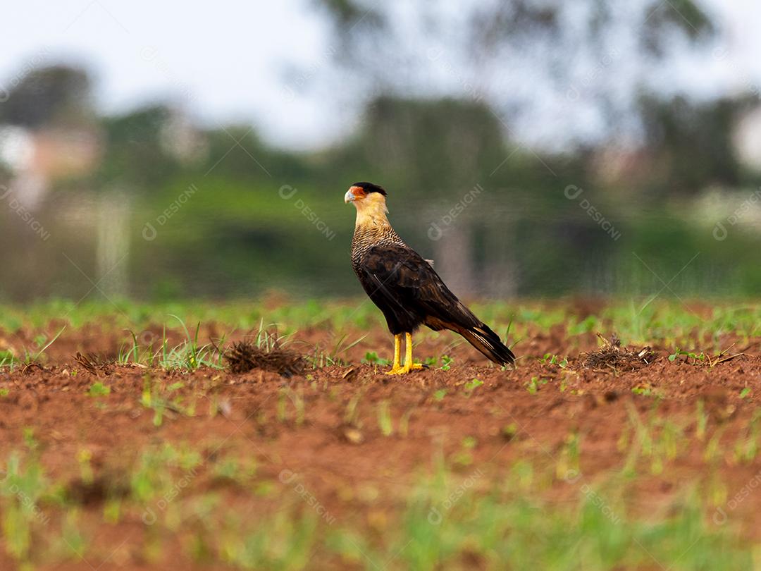 Carcará, caracará ou carancho é uma espécie de ave de rapina da família dos falconídeos