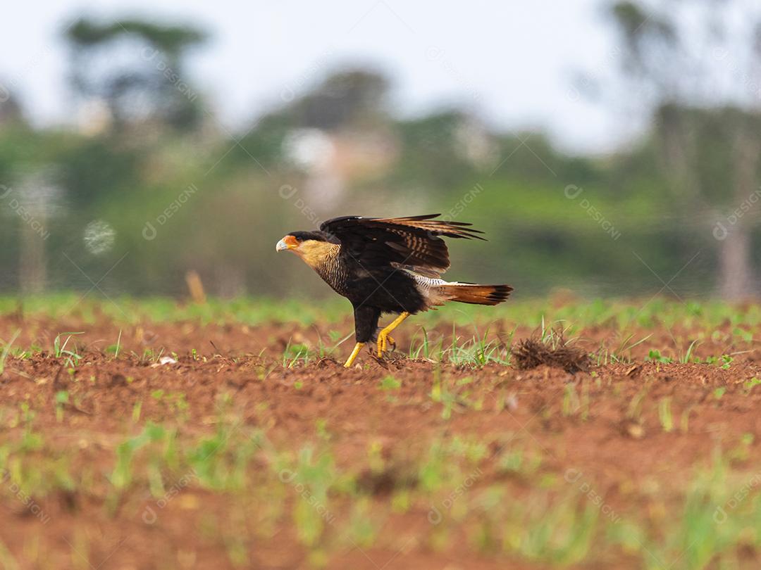 Carcará, caracará ou carancho é uma espécie de ave de rapina da família dos falconídeos