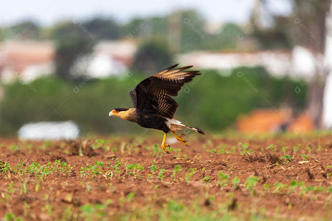 Carcará, caracará ou carancho é uma espécie de ave de rapina da família dos falconídeos