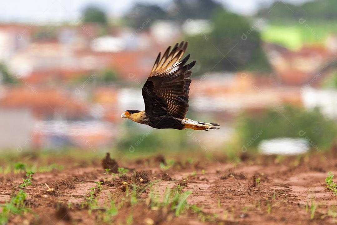 Carcará, caracará ou carancho é uma espécie de ave de rapina da família dos falconídeos