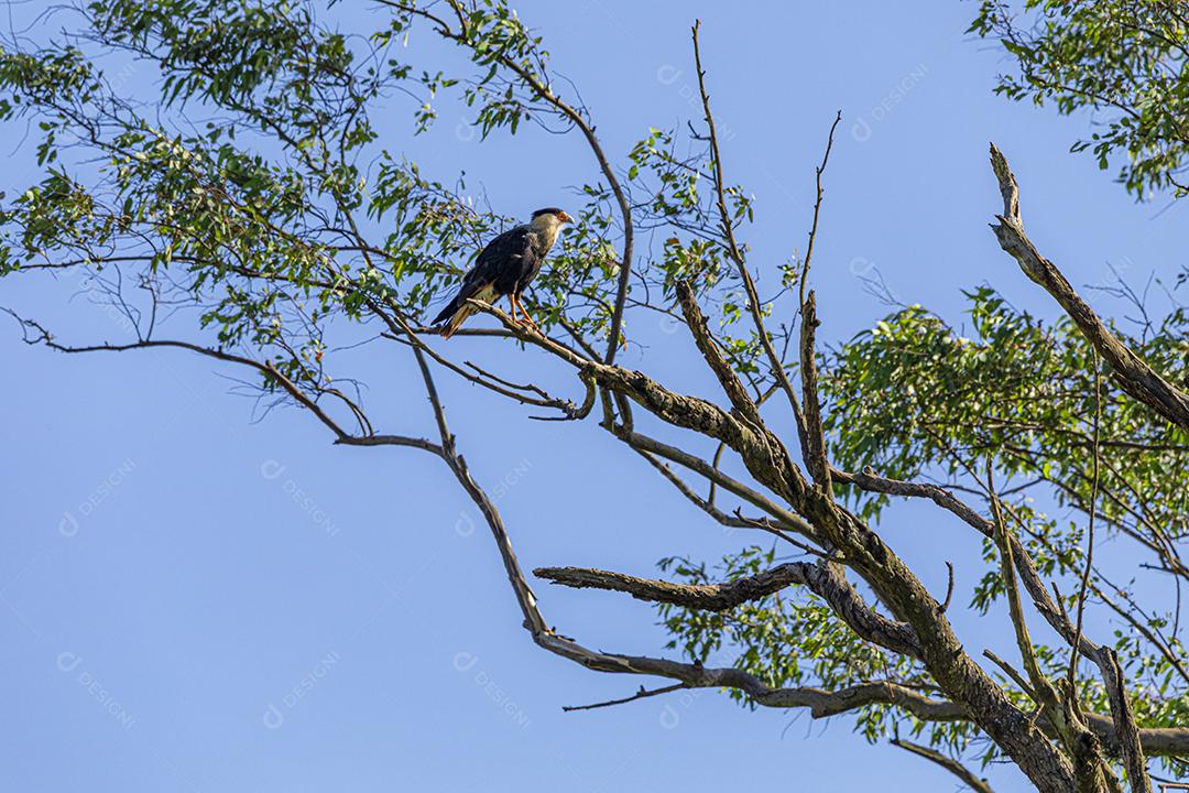 Águia carcara (Caracara plancus) pássaro descansando no galho de uma árvore seca.