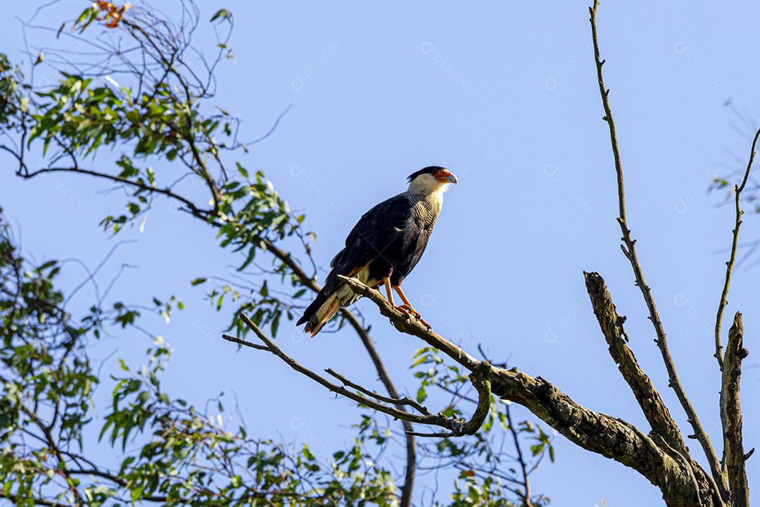 Águia carcara (Caracara plancus) pássaro descansando no galho de uma árvore seca.