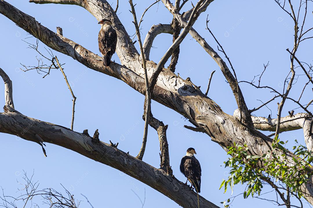 Águia carcara (Caracara plancus) pássaro descansando no galho de uma árvore seca.