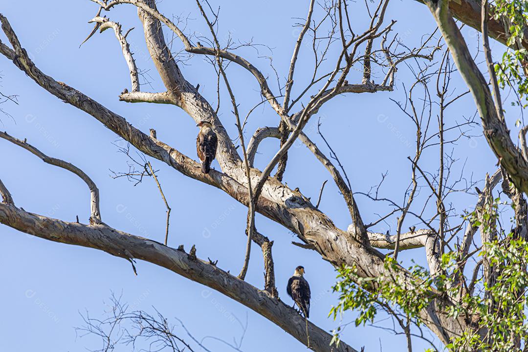 Águia carcara (Caracara plancus) pássaro descansando no galho de uma árvore seca.