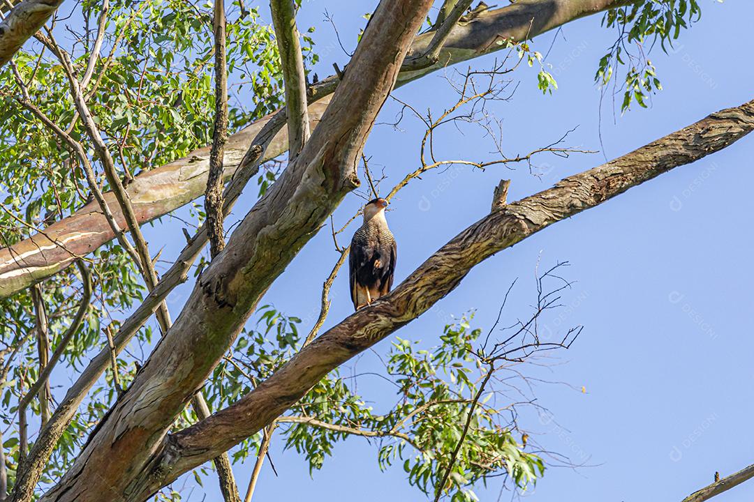Águia carcara (Caracara plancus) pássaro descansando no galho de uma árvore seca.