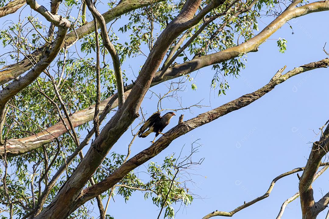 Águia carcara (Caracara plancus) pássaro descansando no galho de uma árvore seca.