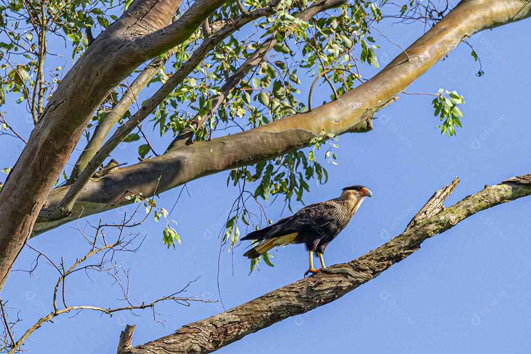 Águia carcara (Caracara plancus) pássaro descansando no galho de uma árvore seca.