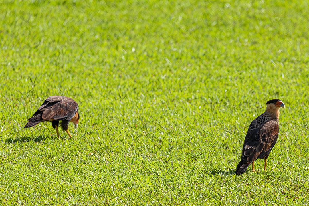 Casal de pássaros Caracara plancus se alimentando no gramado em um dia ensolarado, casal de falcão muito bonito, aves de rapina
