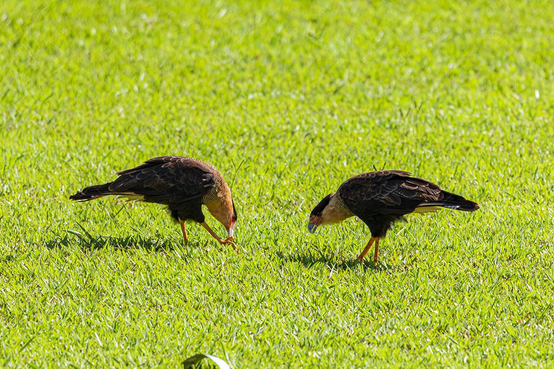 Casal de pássaros Caracara plancus se alimentando no gramado em um dia ensolarado, casal de falcão muito bonito, aves de rapina