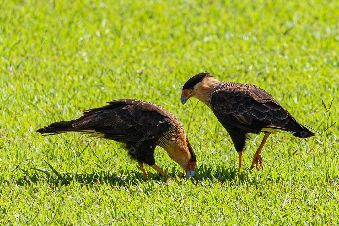 Couple of Caracara plancus birds feeding on the lawn in a sunny day, very beautiful hawk couple, birds of prey