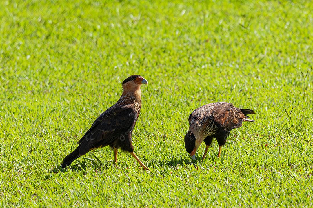 Casal de pássaros Caracara plancus se alimentando no gramado em um dia ensolarado, casal de falcão muito bonito, aves de rapina