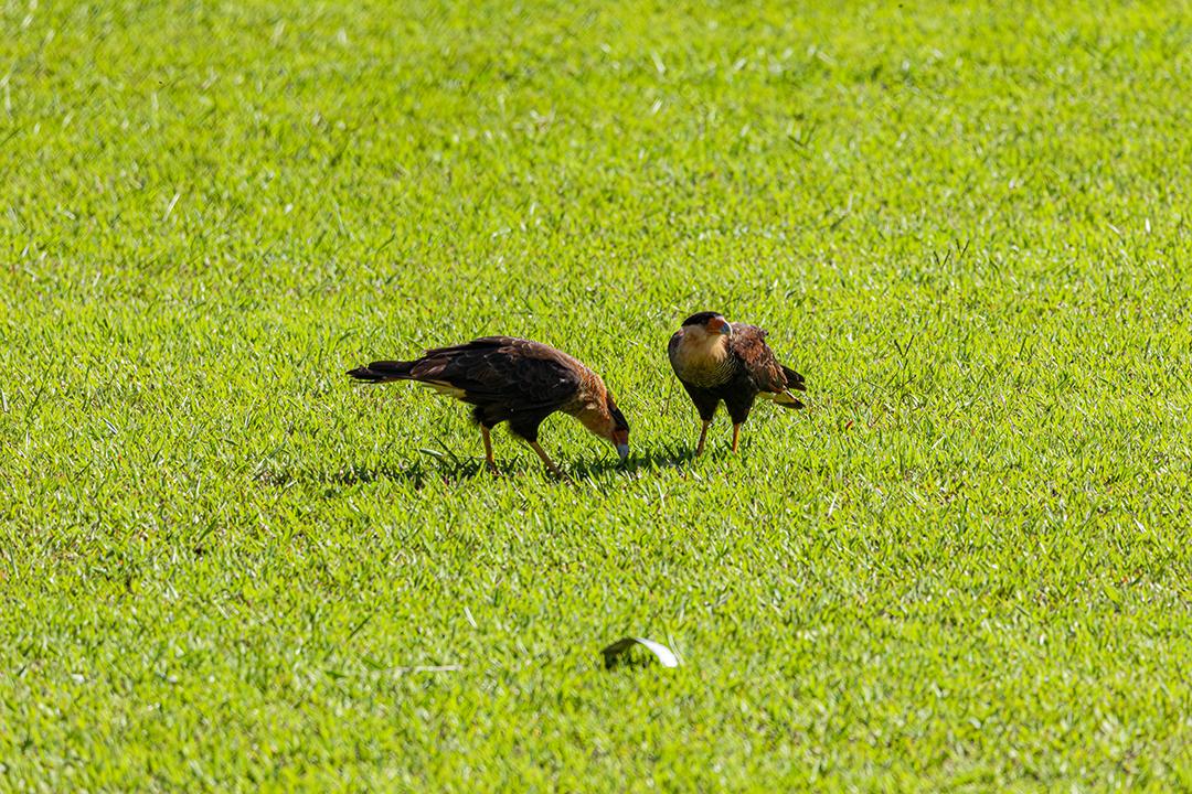 Casal de pássaros Caracara plancus se alimentando no gramado em um dia ensolarado, casal de falcão muito bonito, aves de rapina