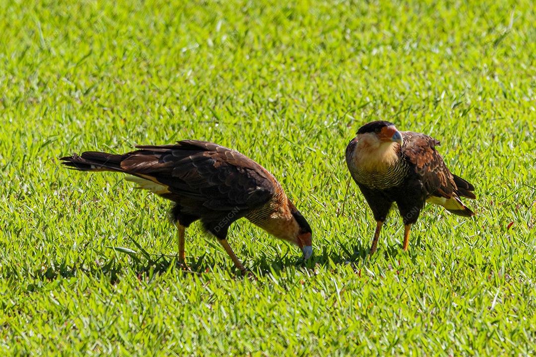 Casal de pássaros Caracara plancus se alimentando no gramado em um dia ensolarado, casal de falcão muito bonito, aves de rapina