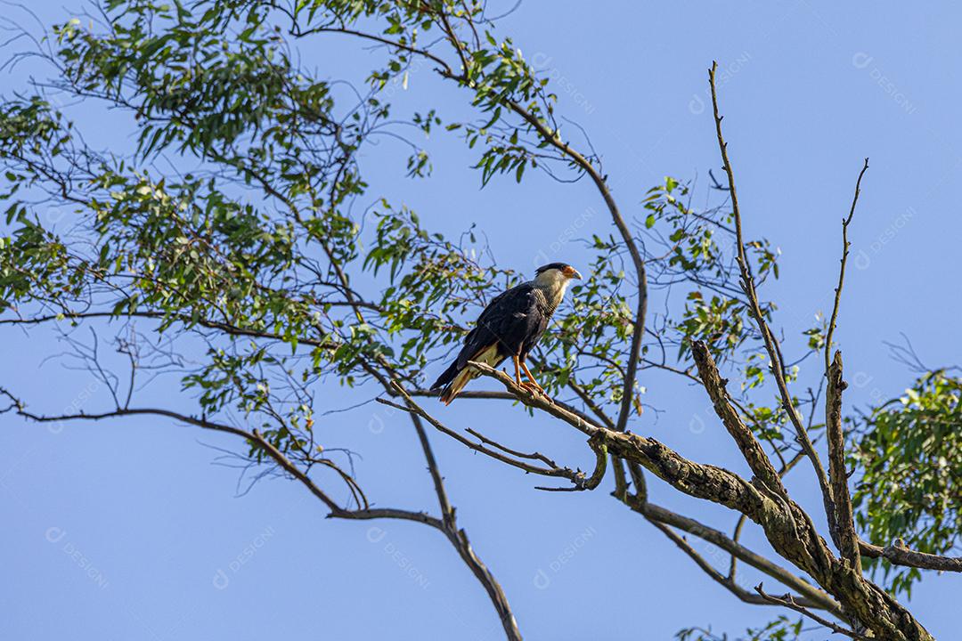 Águia carcara (Caracara plancus) pássaro descansando no galho de uma árvore seca.